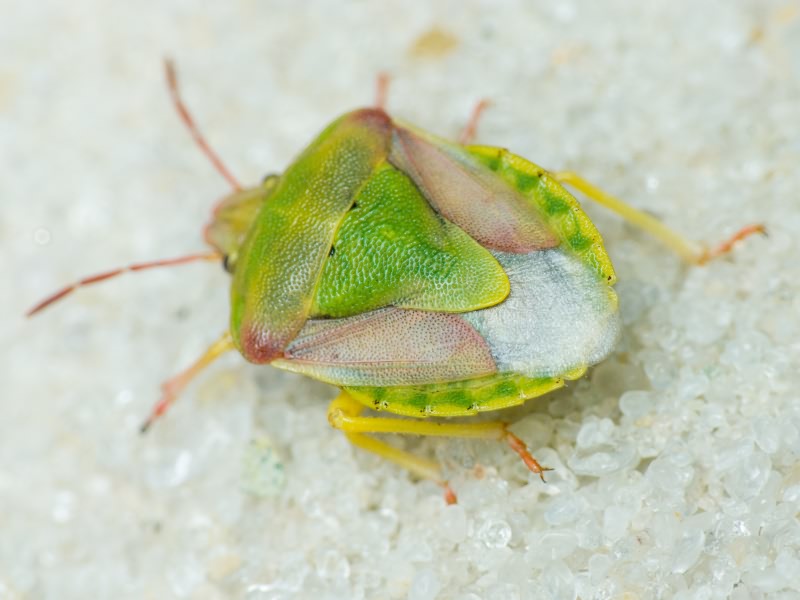 Antheminia lunulata (Goeze, 1778)